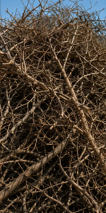 Pile of cut brush, branches and yard waste